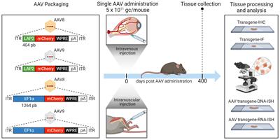 Persistent transgene expression in peripheral tissues one year post intravenous and intramuscular administration of AAV vectors containing the alphaherpesvirus latency-associated promoter 2